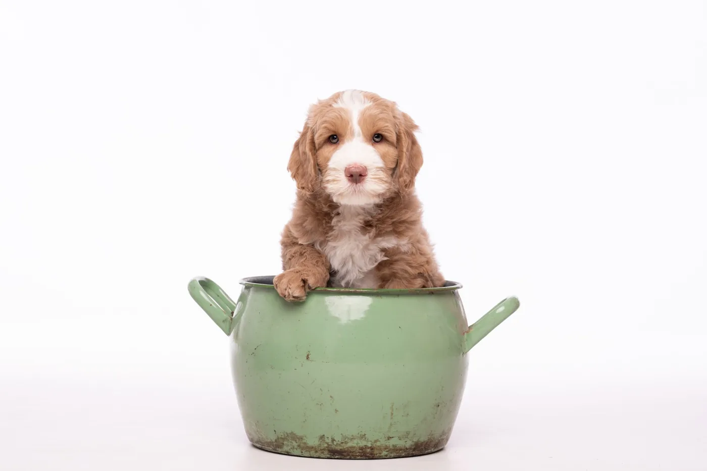 Een pup kijkt over de rand van een groene kookpot