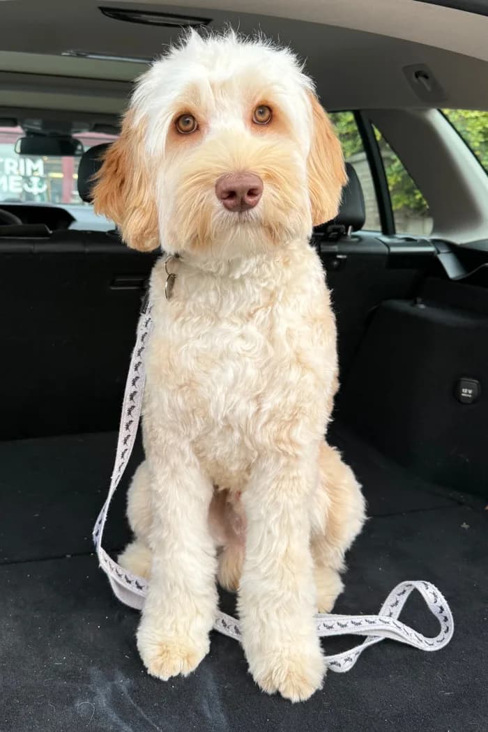 Archie na de trimbeurt
