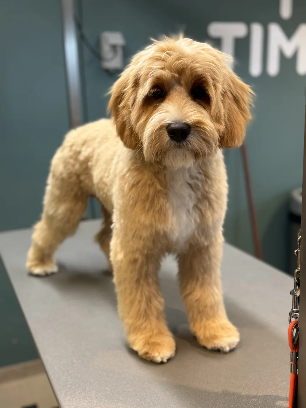 Een Cobberdog netjes getrimd op de trimtafel in het salon