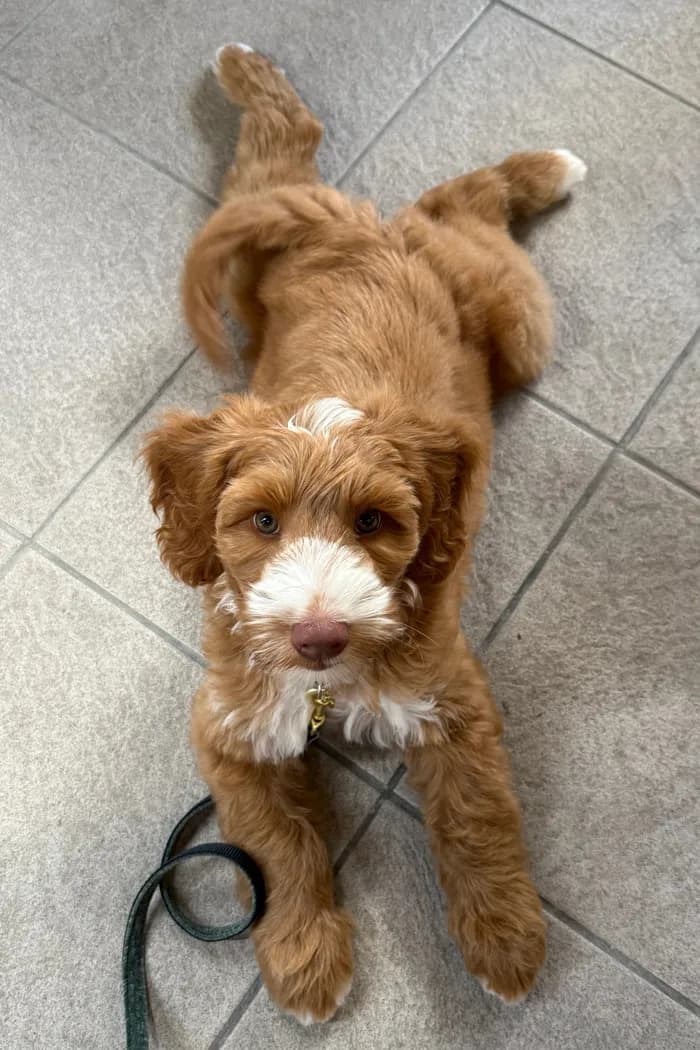 Ollie na de trimbeurt